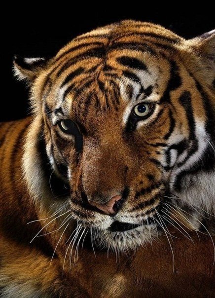 тигр - тигр - оригинал