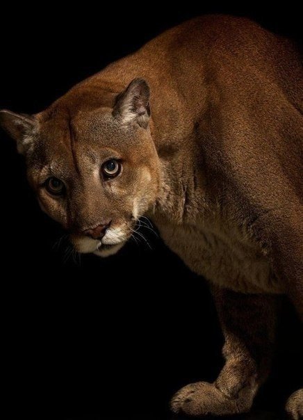 львица - львица - оригинал