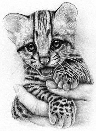 Тигрёнок - дикие кошки, монохром, животные - оригинал