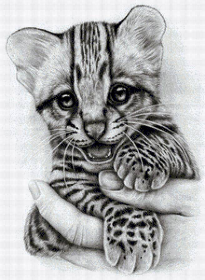 Тигрёнок - дикие кошки, монохром, животные - предпросмотр