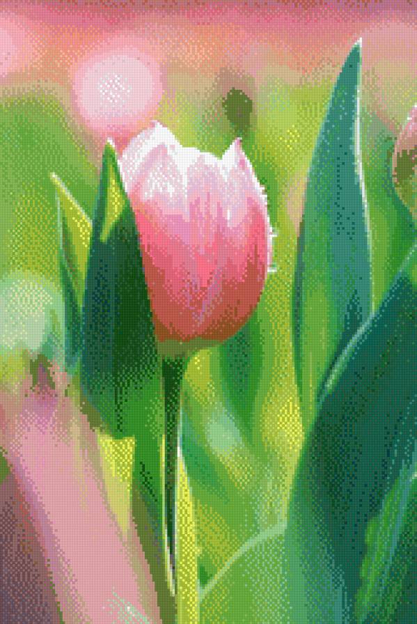 Тюльпан - цветы - предпросмотр