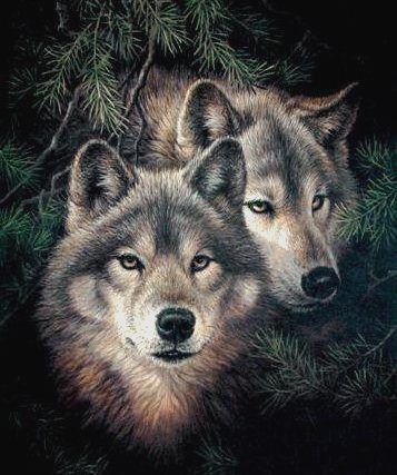 Волки немного светлее - оригинал