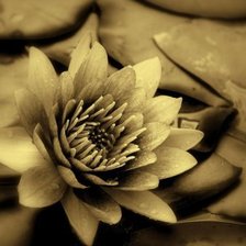 Схема вышивки «лотос»