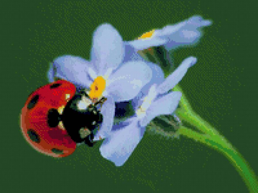 Божья коровка на незабудке - божья коровка, незабудка, подушка - предпросмотр