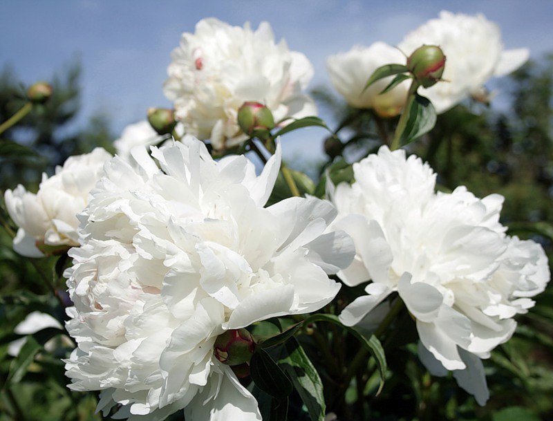 №657631 - оригинал