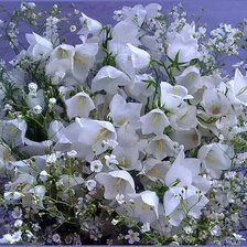 колокольчики