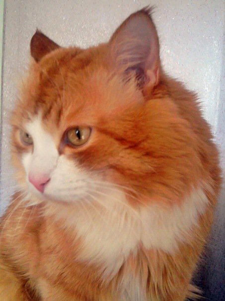 Филя - оригинал