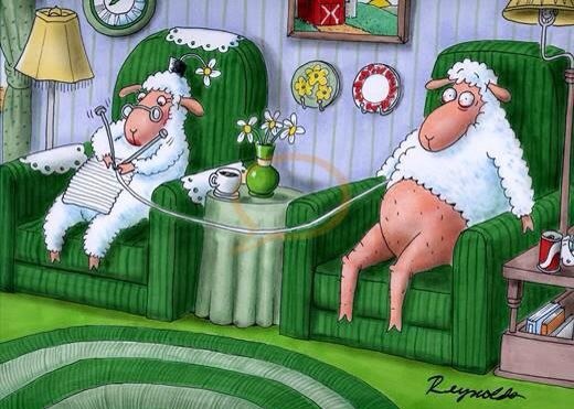 №657795 - шерсть, овцы, вязание, юмор, рукоделие - оригинал