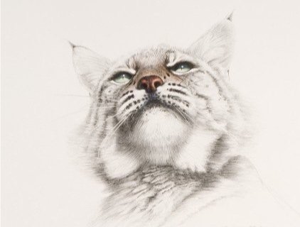 Рысь - живопись, рысь, животные - оригинал