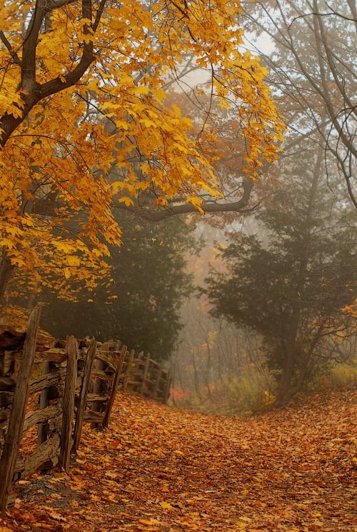 Романтика осени - осень деревья пейзаж - оригинал