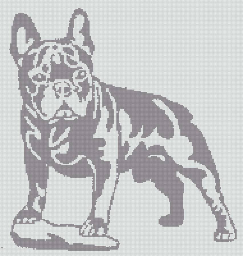 бульдог - животные, собака. монохром - предпросмотр