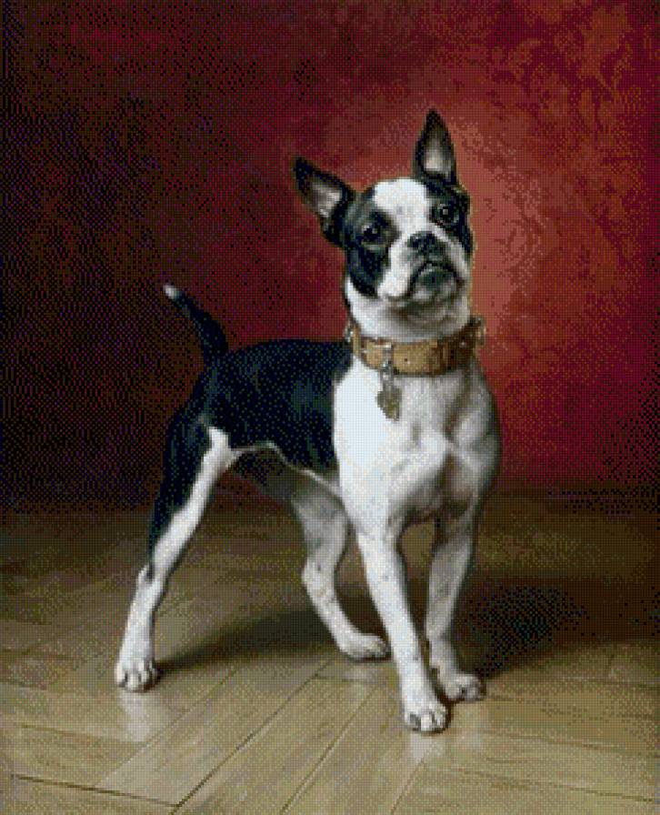 собаки - предпросмотр