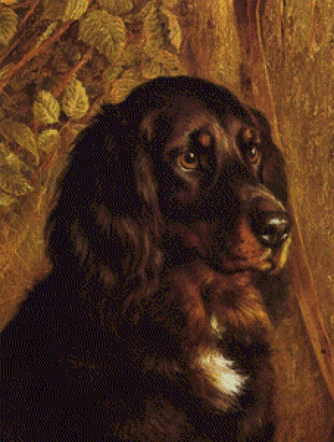 собаки - предпросмотр