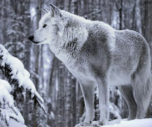 Волк - волки, зима, животные - оригинал