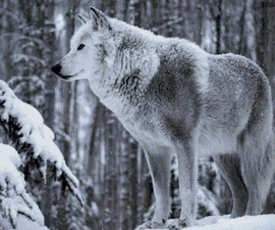 Волк - животные, зима, волки - предпросмотр