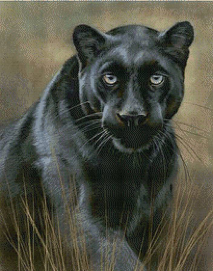 пантера - животные, коты - предпросмотр