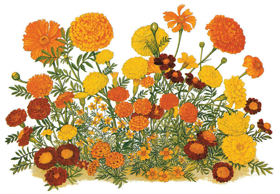 Чернобривцы - чернобривцы - оригинал