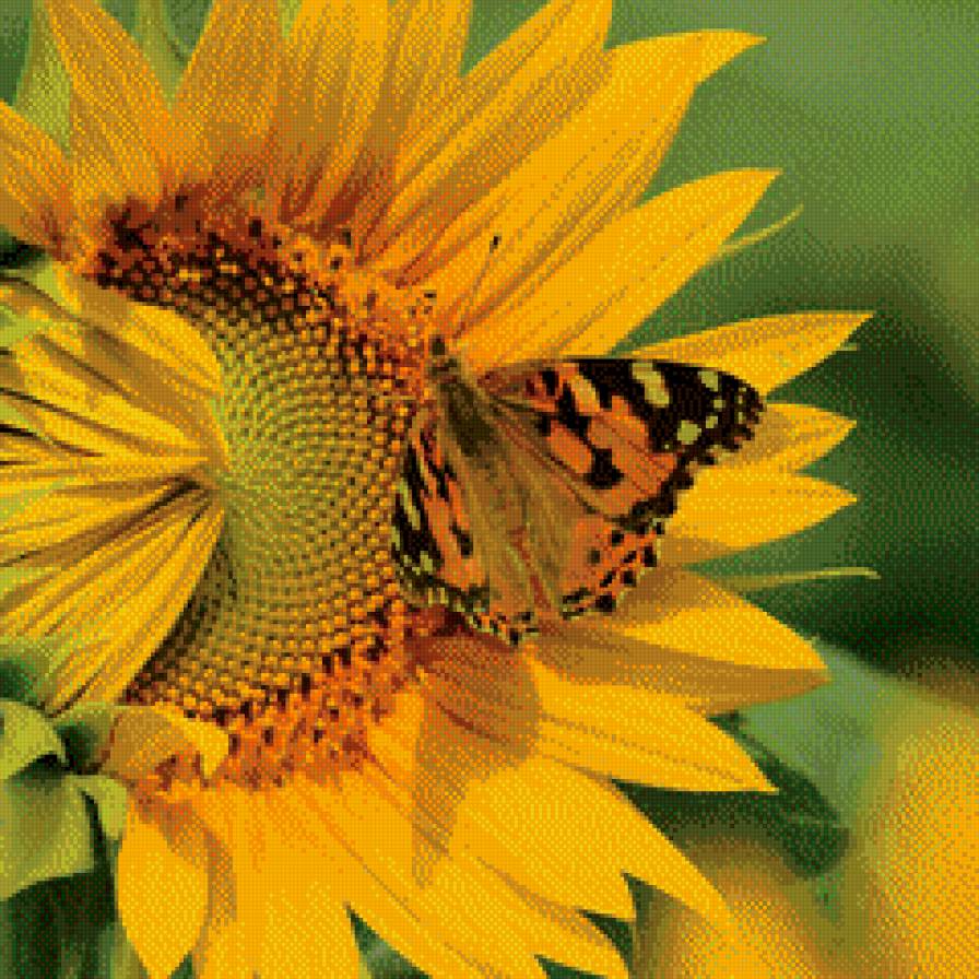 Бабочка на подсолнухе - лето, подсолнух, бабочка - предпросмотр