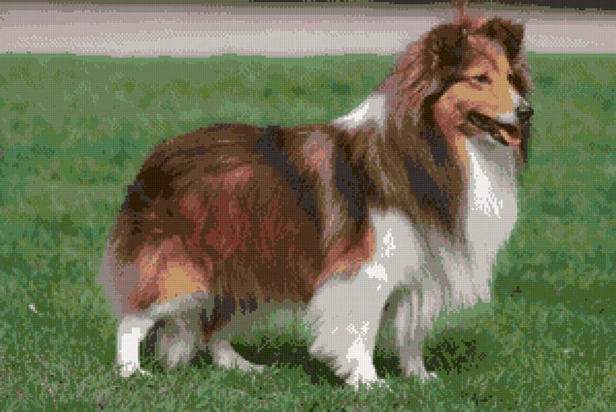 шелти - предпросмотр