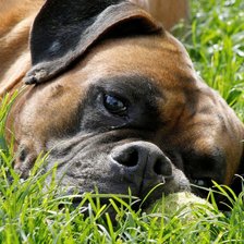 Схема вышивки «,боксер»