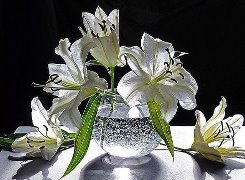 белые лилии - цветы - оригинал