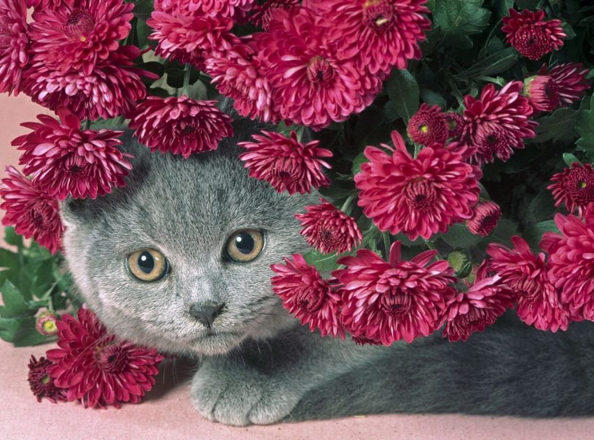 котейка в хризантемах - зризантемы, цветы, животный, кот - оригинал