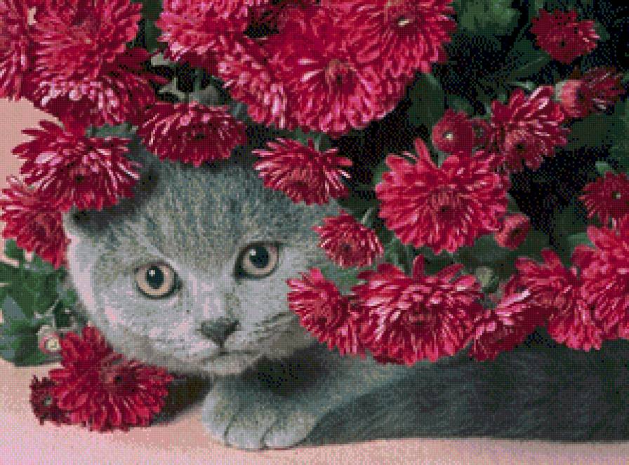 котейка в хризантемах - цветы, животный, зризантемы, кот - предпросмотр