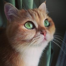 Схема вышивки «Кошечка»