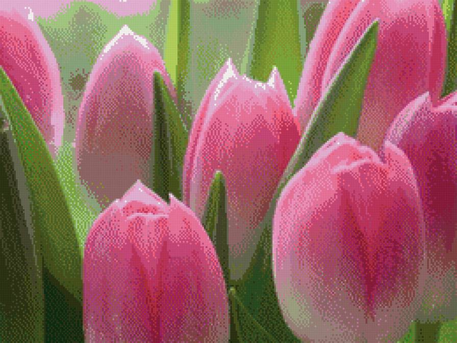 розовые тюльпаны - цветы, тюльпаны - предпросмотр