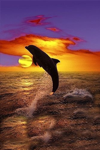 дельфин на закате - дельфин, солнце, волны, закат, море, зариво, горизонт, восход - оригинал