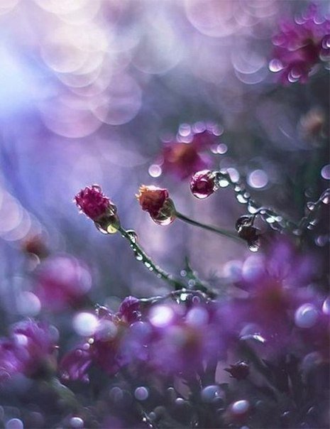 роса на цветах - роса, цветы - оригинал