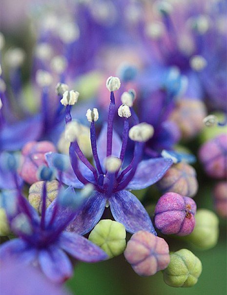 синие цветы - цветы - оригинал