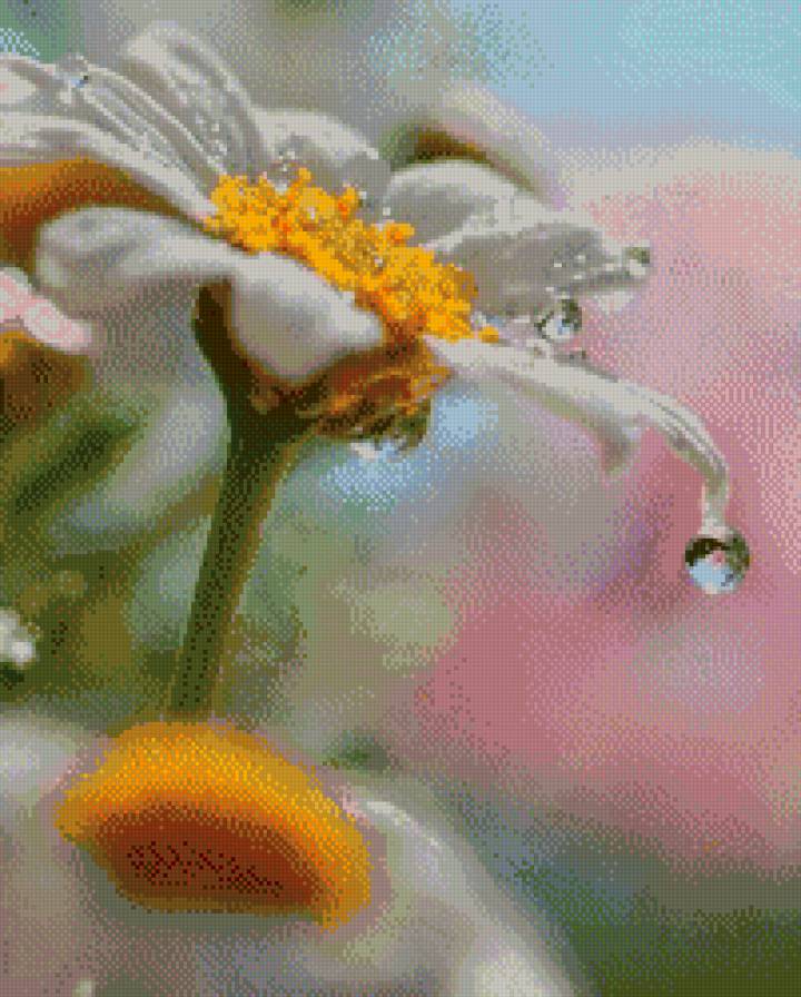 ромашка с каплей - капля, цветы, роса, ромашки - предпросмотр