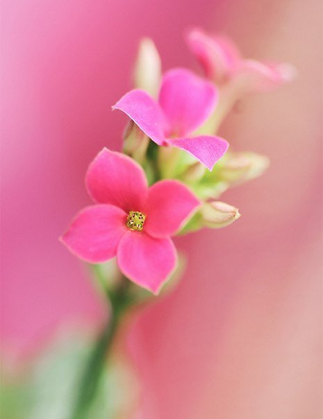 розовый цветок - цветы, розовый - оригинал