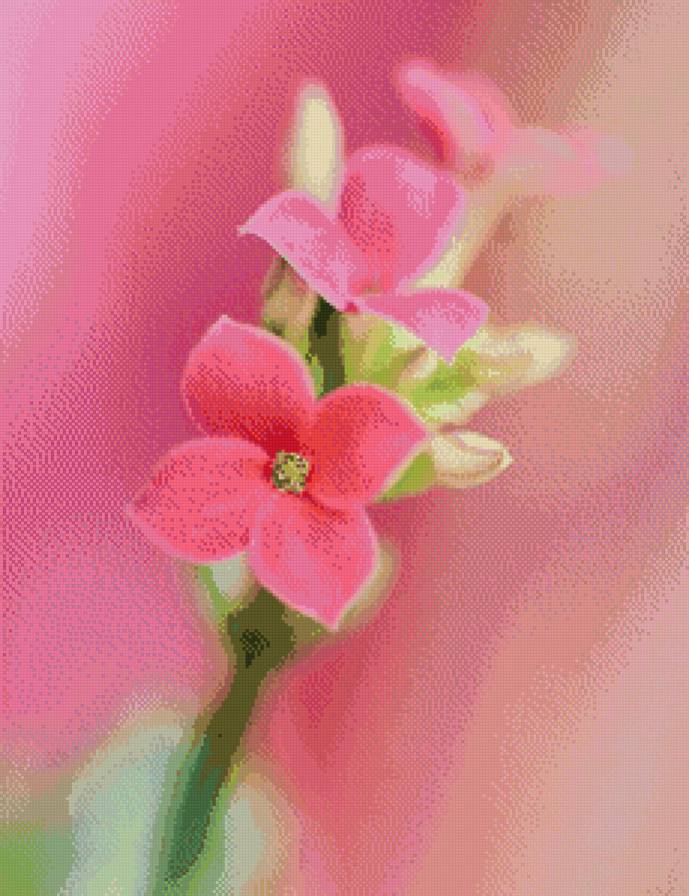 розовый цветок - розовый, цветы - предпросмотр