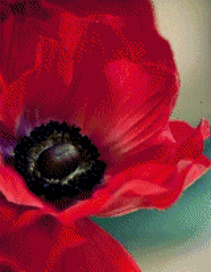 Мак - цветы - предпросмотр