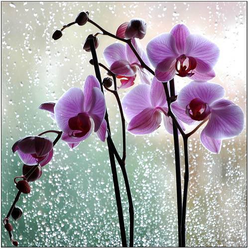 Орхидея - орхидеи, цветы - оригинал