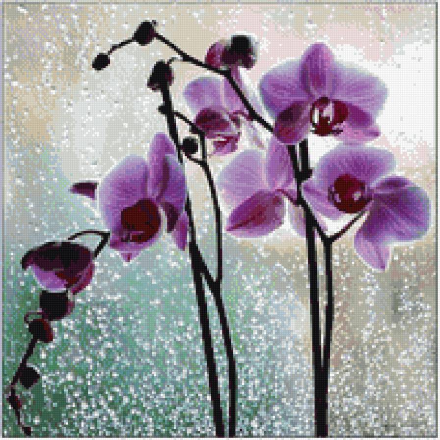 Орхидея - орхидеи, цветы - предпросмотр