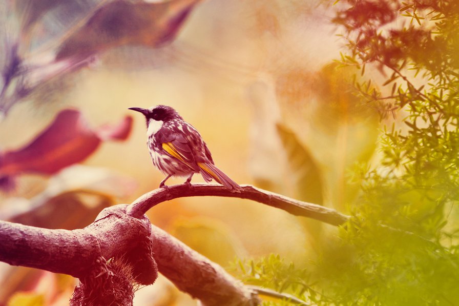 Птичка - птицы - оригинал