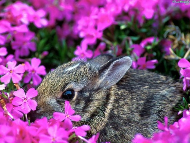Кролик - цветы, природа, животные., кролик - оригинал