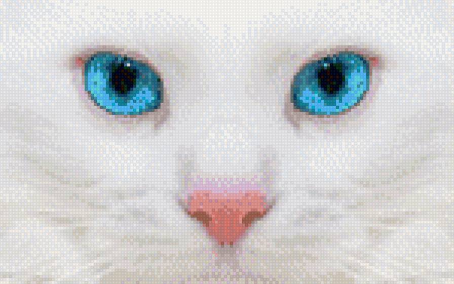 Кот - голубые, кот, белый, природа, глаза - предпросмотр