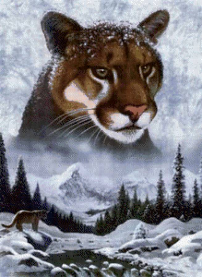 пума - животные. пума - предпросмотр