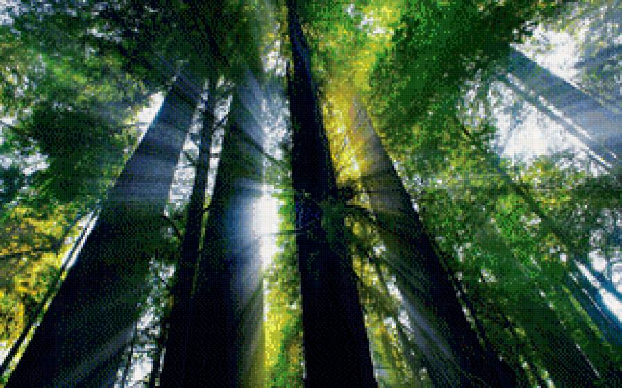 Луч солнца - крона, деревья, луч, лес - предпросмотр