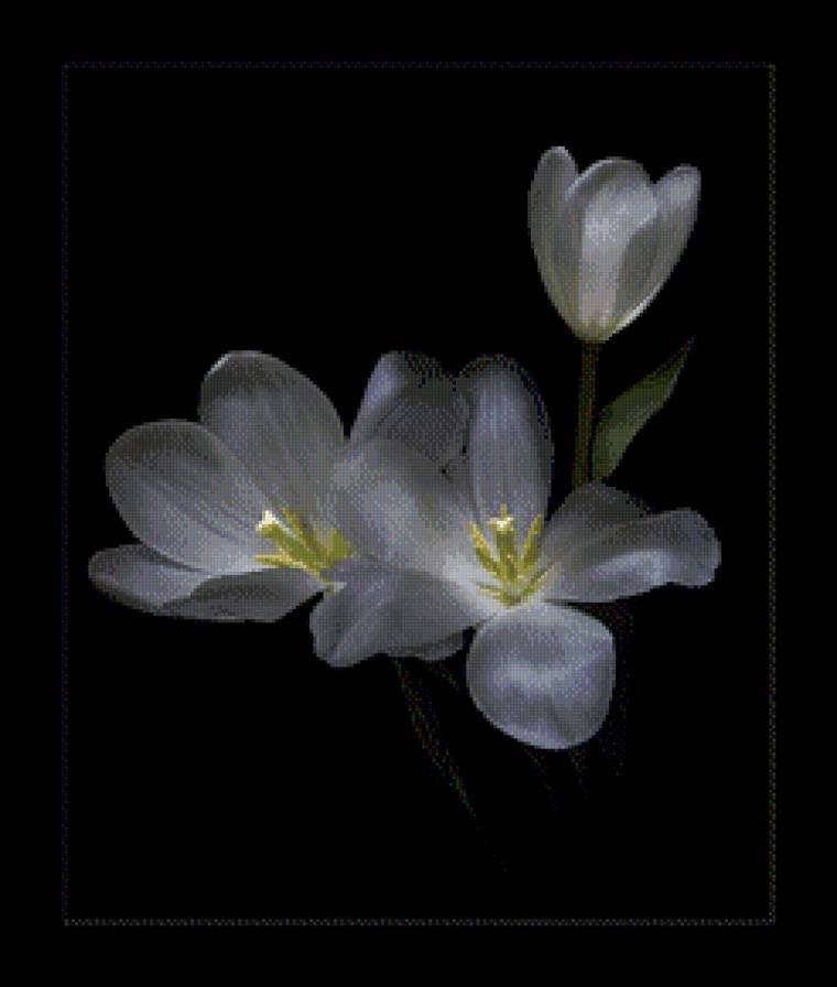 Белые цветы на черном - цветы, на черном - предпросмотр