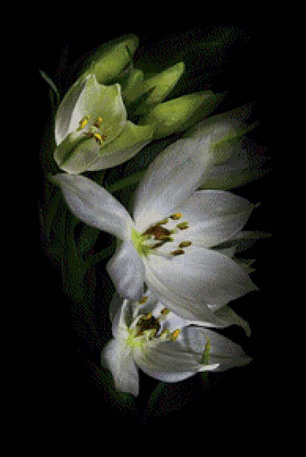 цветок на черном - цветок, на черном - предпросмотр