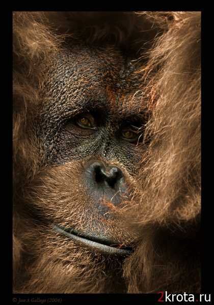 №662551 - оригинал