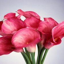 Схема вышивки «№662582»