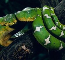 Схема вышивки «змея»