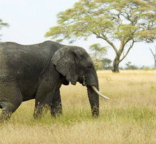 Схема вышивки «слон»