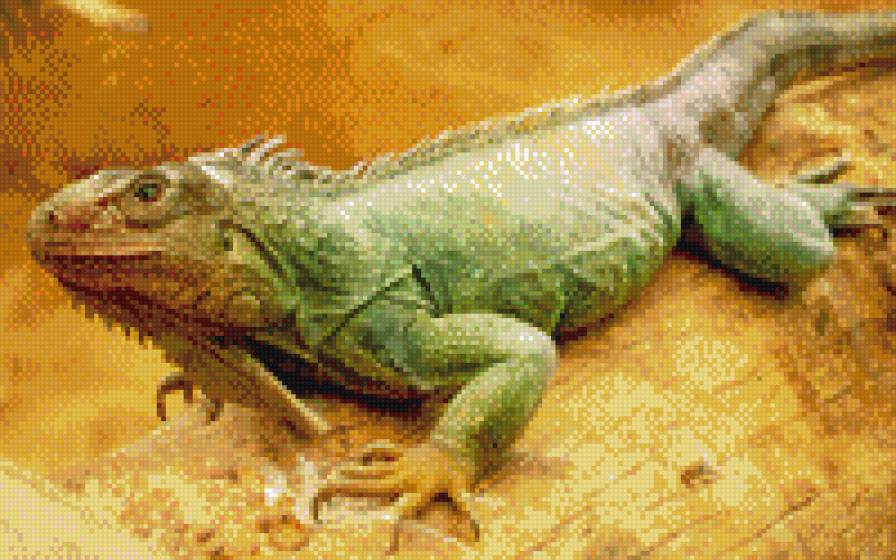 игуана - животные - предпросмотр